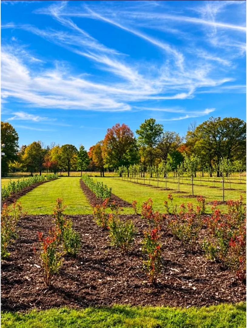 Baldwins Creek Farm - Hopewell Township, NJ Baldwins Creek Farm - Hopewell Township, NJ: rows of newly planted apple, peach and plum trees beside mulched beds of young blueberry bushes under a blue sky